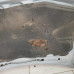Капот Nissan almera n16