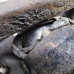 Суппорт тормозной передний правый дефект пыльника Peugeot 407
