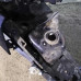 Лонжерон передний правый Ford Focus 3